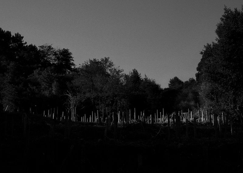 © Joana Dionísio - Image from the A world that speaks in your ear photography project