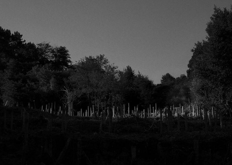 © Joana Dionísio - Image from the A world that speaks in your ear photography project