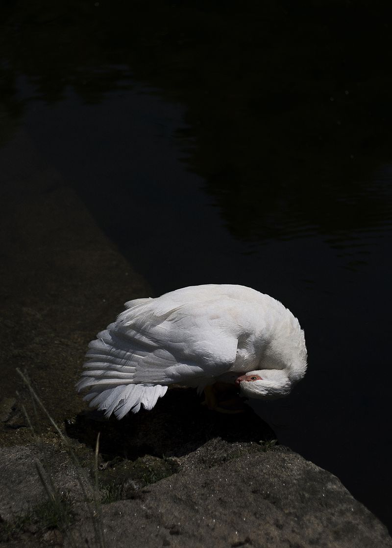 © Joana Dionísio - Image from the A world that speaks in your ear photography project