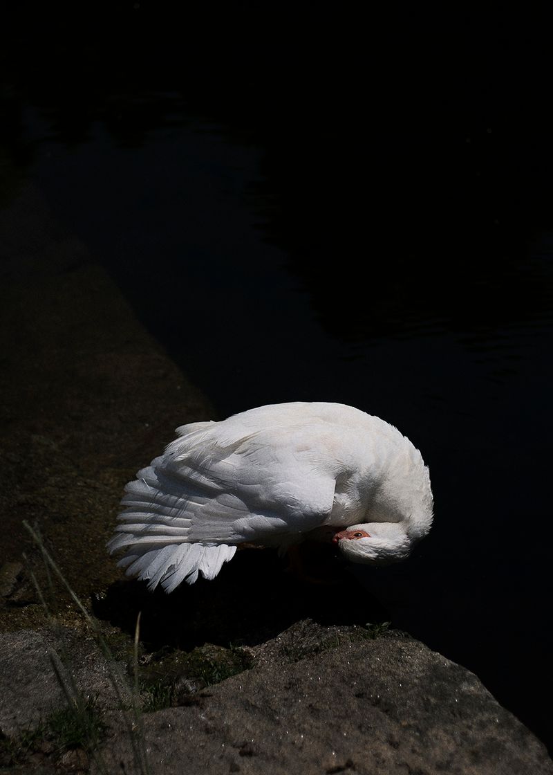 © Joana Dionísio - Image from the A world that speaks in your ear photography project