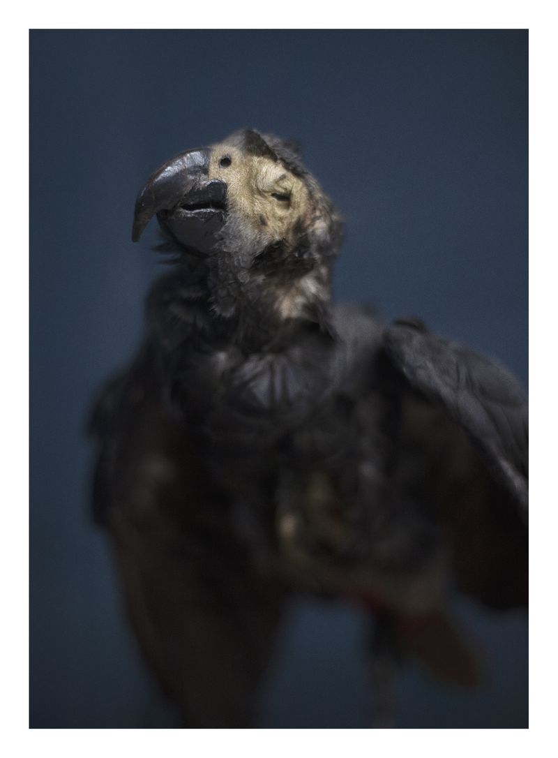 © Joana Dionísio - Image from the And the shape of things disappeared for a while photography project