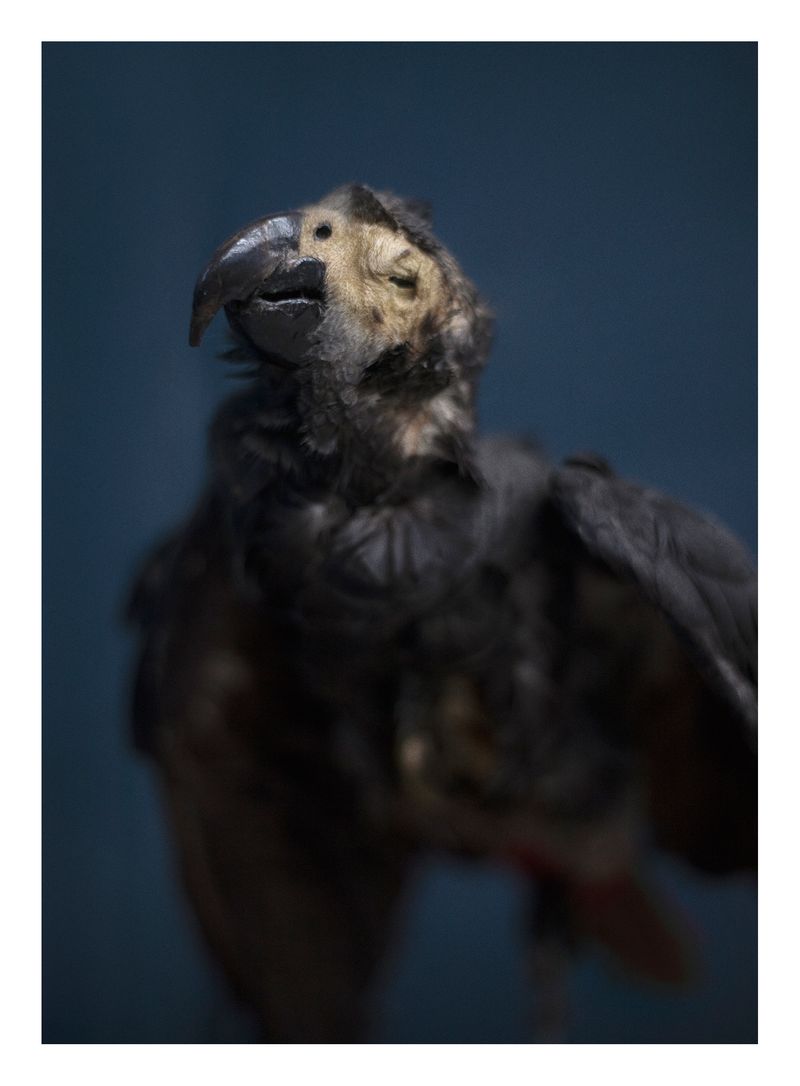 © Joana Dionísio - Image from the And the shape of things disappeared for a while photography project