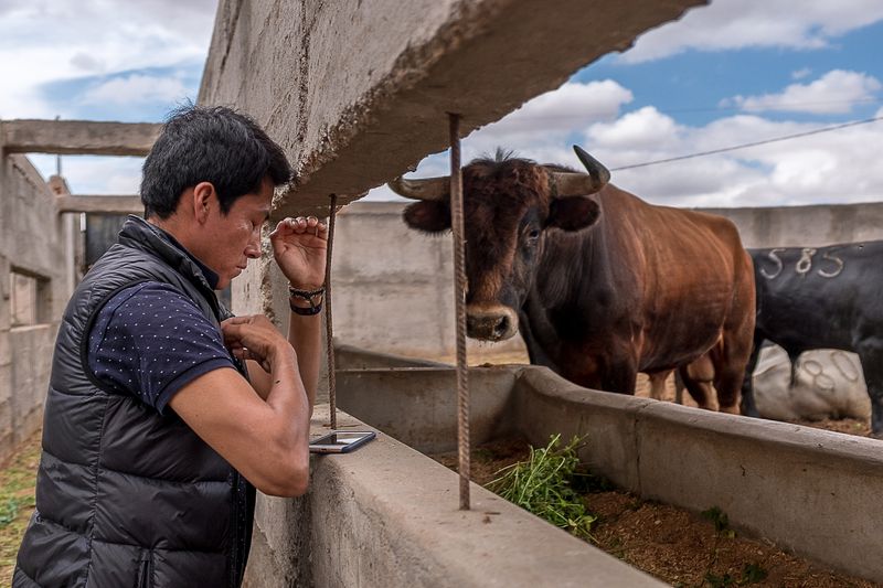 © Iuri Moradillo - Image from the Pukllay photography project