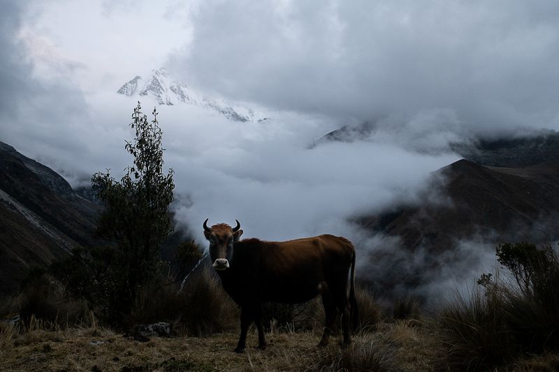 © Iuri Moradillo - Image from the Pukllay photography project