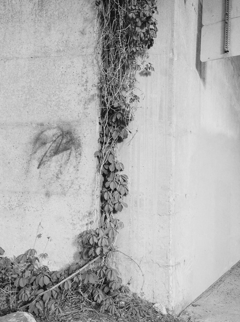 © Amir Atouani - Kudzu