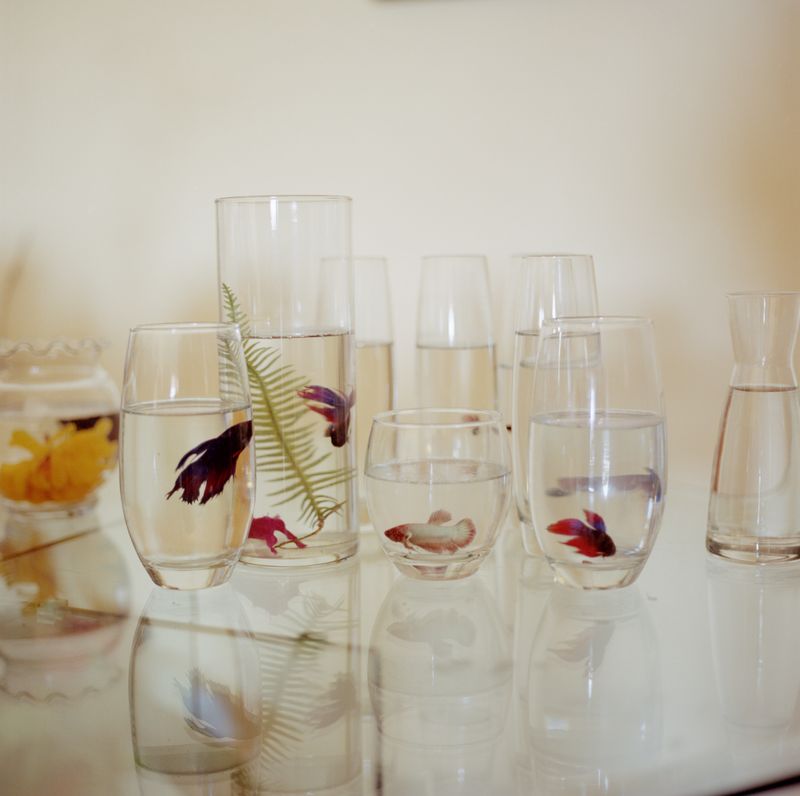 © Lia  Darjes - S. fishes. They would kill each other if they were in one single vessle.