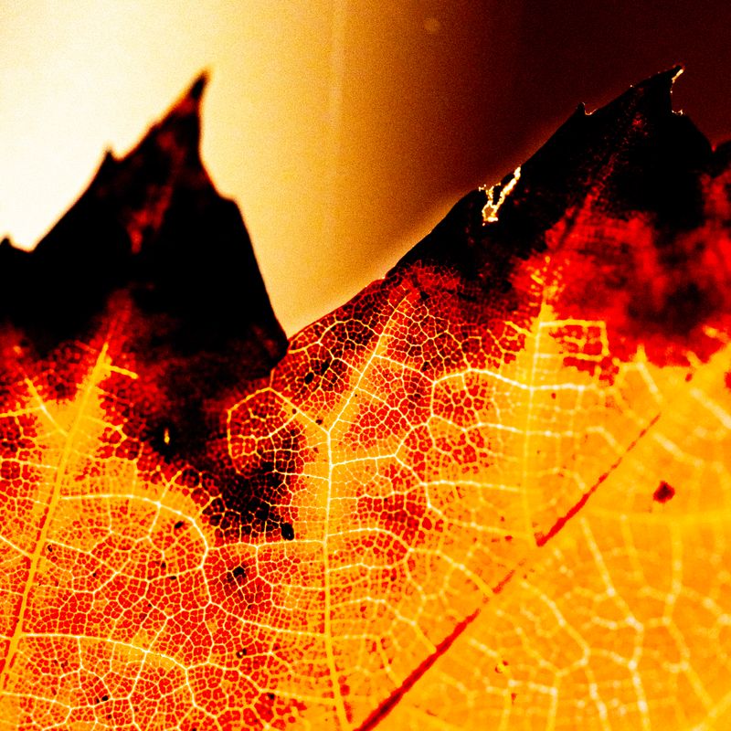 © Naïla Longefaix - Image from the once upon a fall photography project