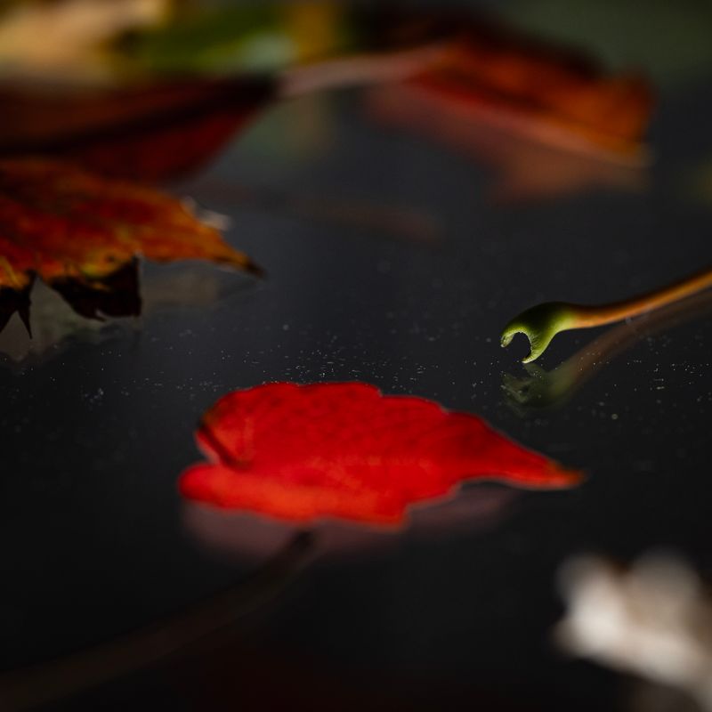 © Naïla Longefaix - Image from the once upon a fall photography project