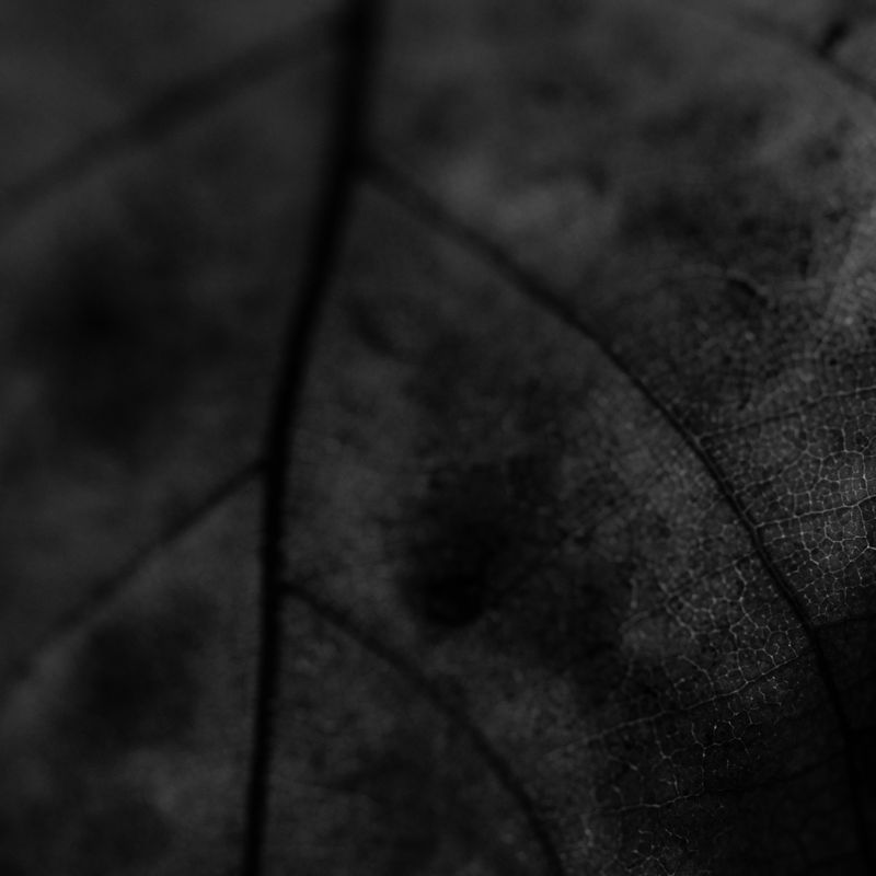 © Naïla Longefaix - Image from the once upon a fall photography project