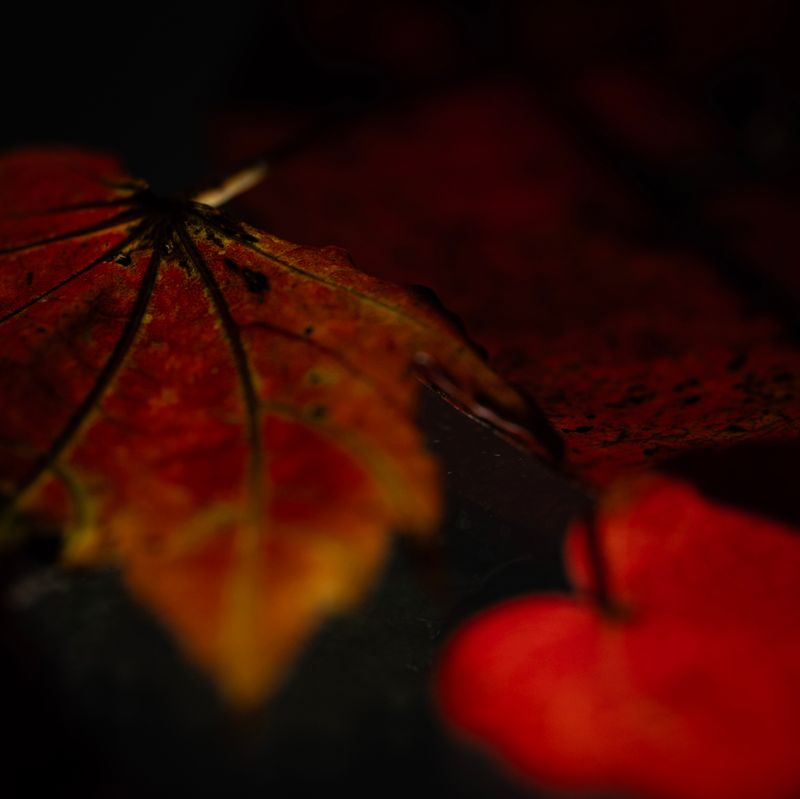 © Naïla Longefaix - Image from the once upon a fall photography project