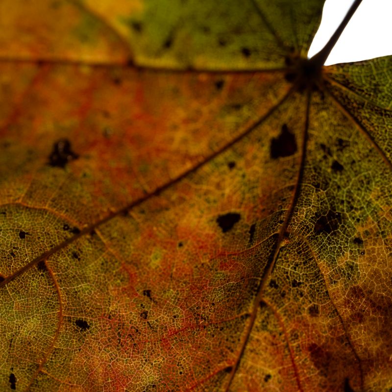 © Naïla Longefaix - Image from the once upon a fall photography project