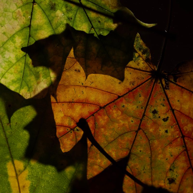 © Naïla Longefaix - Image from the once upon a fall photography project