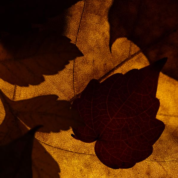 © Naïla Longefaix - Image from the once upon a fall photography project