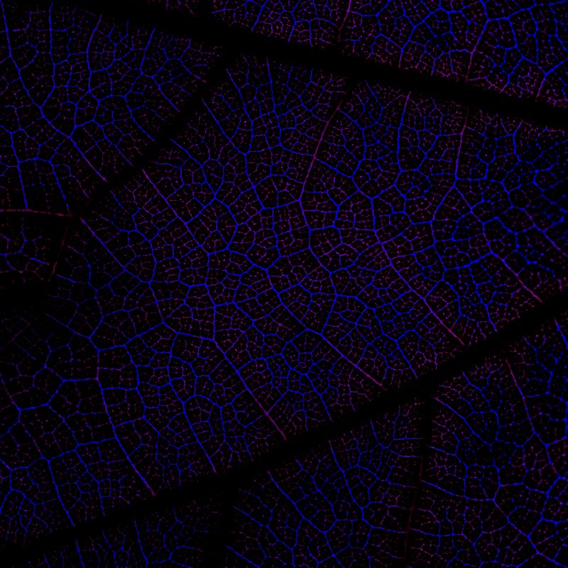 © Naïla Longefaix - Image from the once upon a fall photography project