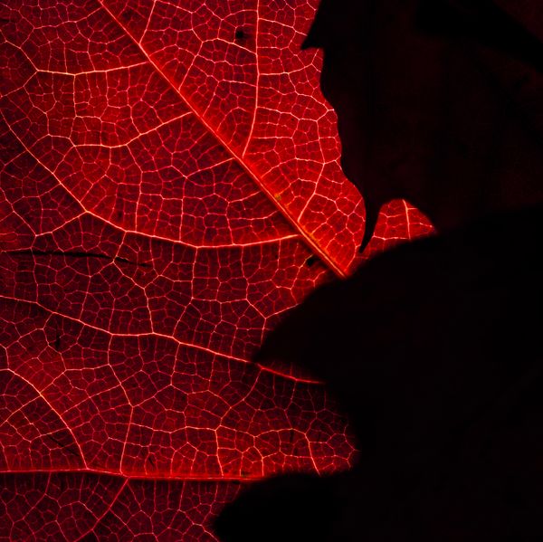 © Naïla Longefaix - Image from the once upon a fall photography project