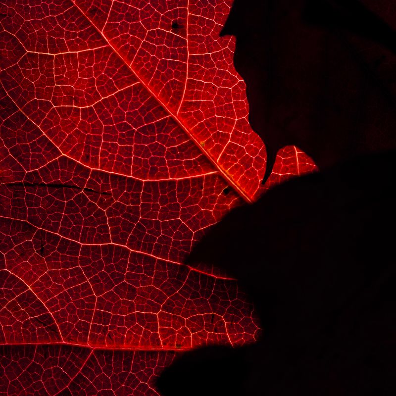 © Naïla Longefaix - Image from the once upon a fall photography project