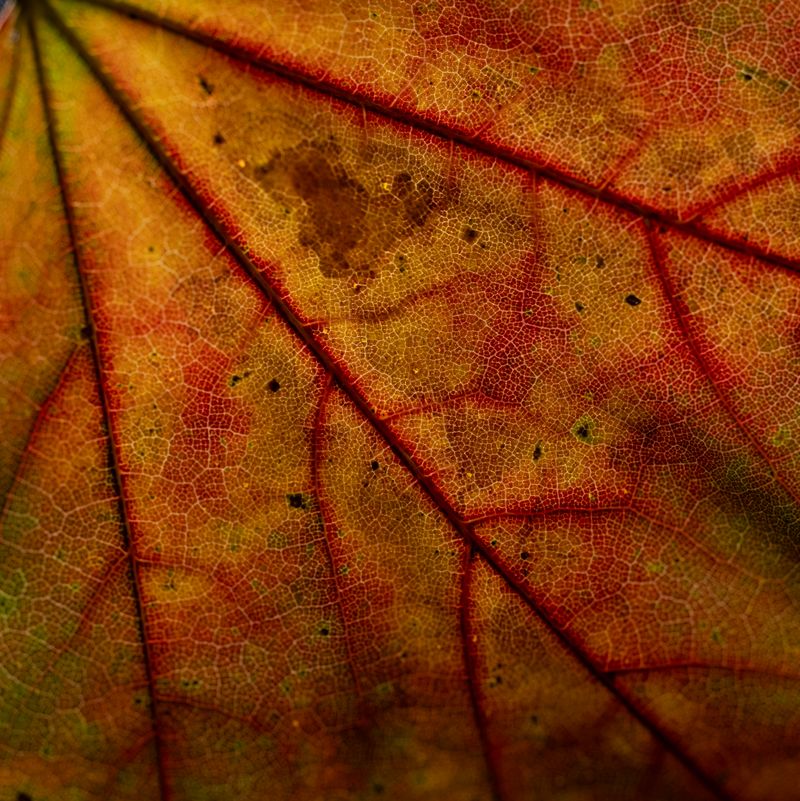 © Naïla Longefaix - Image from the once upon a fall photography project