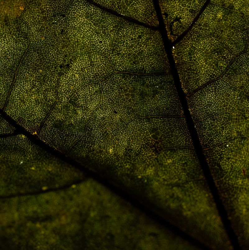 © Naïla Longefaix - Image from the once upon a fall photography project