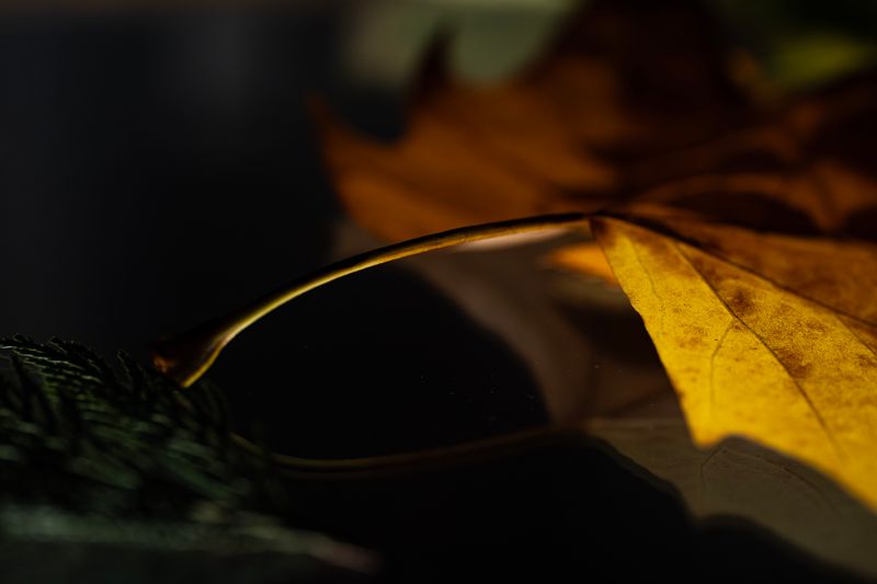 © Naïla Longefaix - Image from the once upon a fall photography project