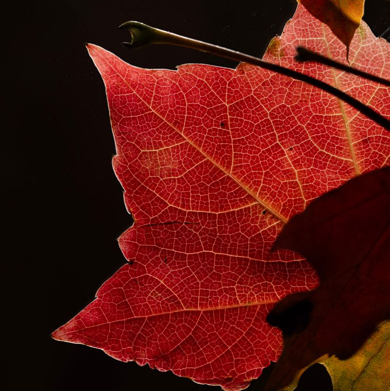 © Naïla Longefaix - Image from the once upon a fall photography project