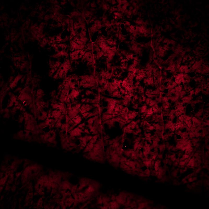 © Naïla Longefaix - Image from the once upon a fall photography project