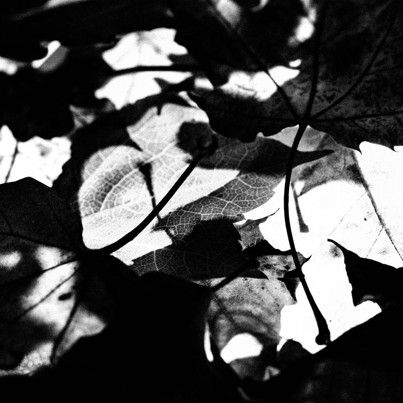 © Naïla Longefaix - Image from the once upon a fall photography project