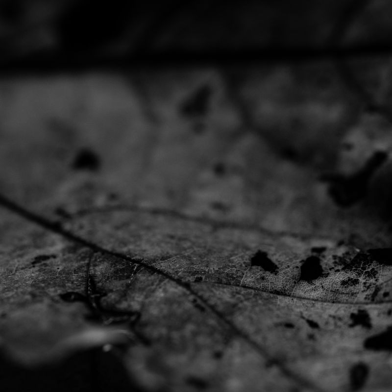 © Naïla Longefaix - Image from the once upon a fall photography project