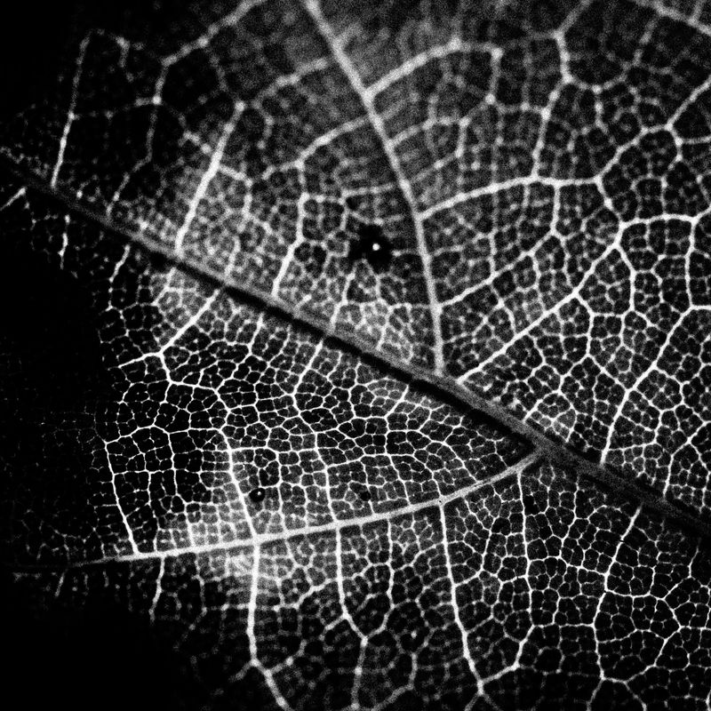 © Naïla Longefaix - Image from the once upon a fall photography project