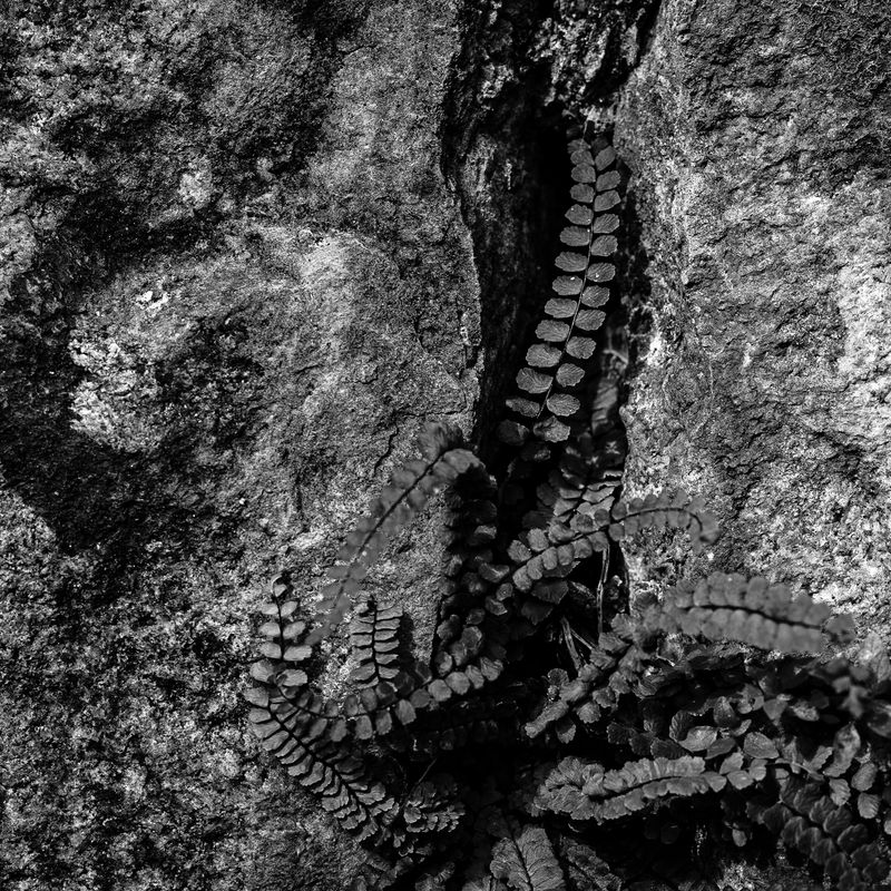 © Naïla Longefaix - Image from the I should shut up maybe. photography project