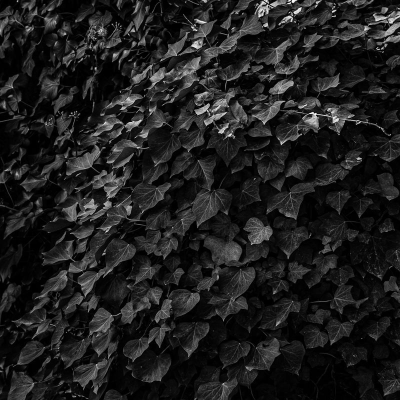 © Naïla Longefaix - Image from the I should shut up maybe. photography project