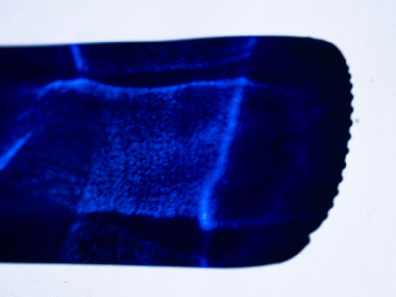 © Naïla Longefaix - Image from the with the ants photography project