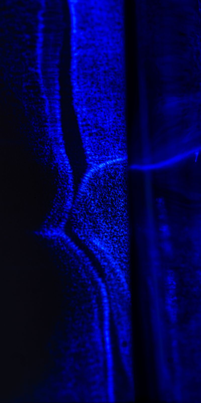 © Naïla Longefaix - Image from the with the ants photography project