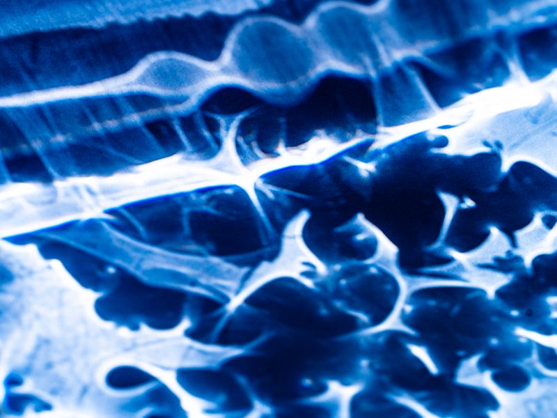 © Naïla Longefaix - Image from the with the ants photography project