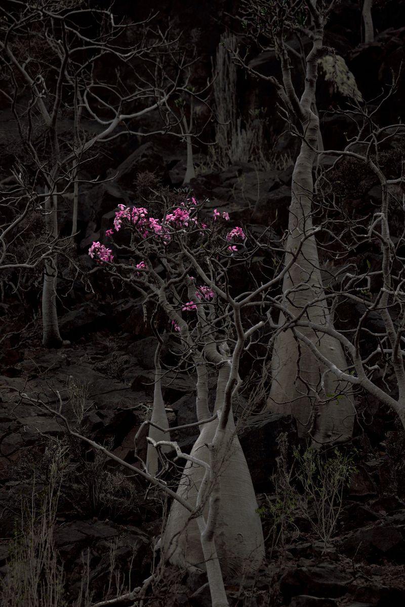 © Julia Wimmerlin - Image from the Down the rabbit hole photography project