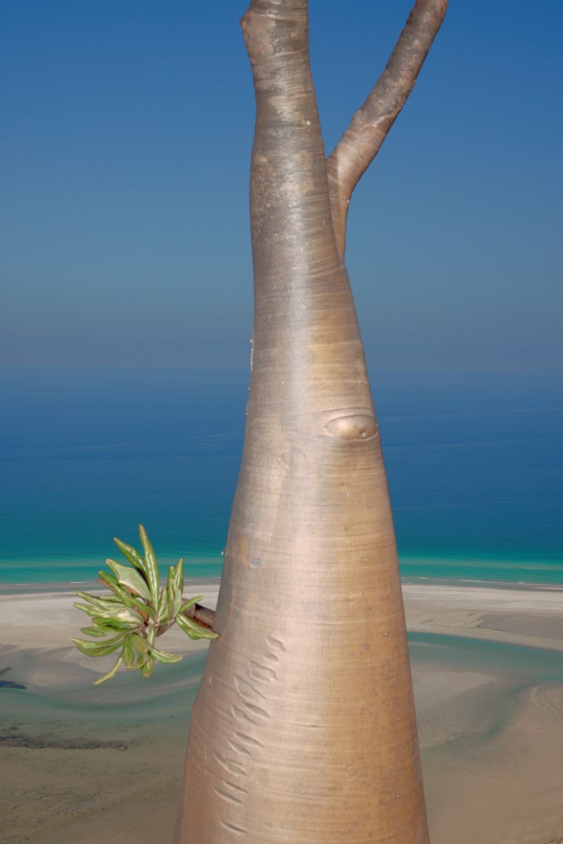 © Julia Wimmerlin - Image from the Down the rabbit hole photography project