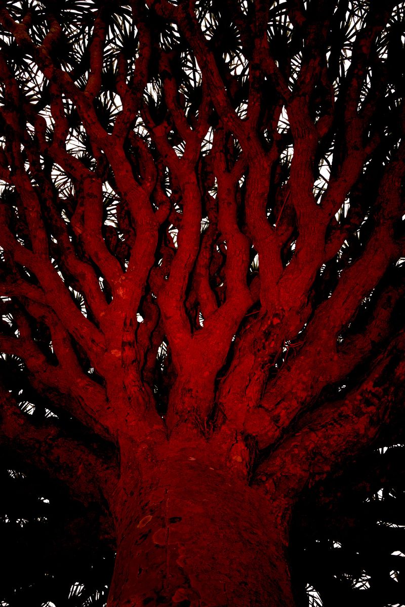 © Julia Wimmerlin - Image from the Down the rabbit hole photography project