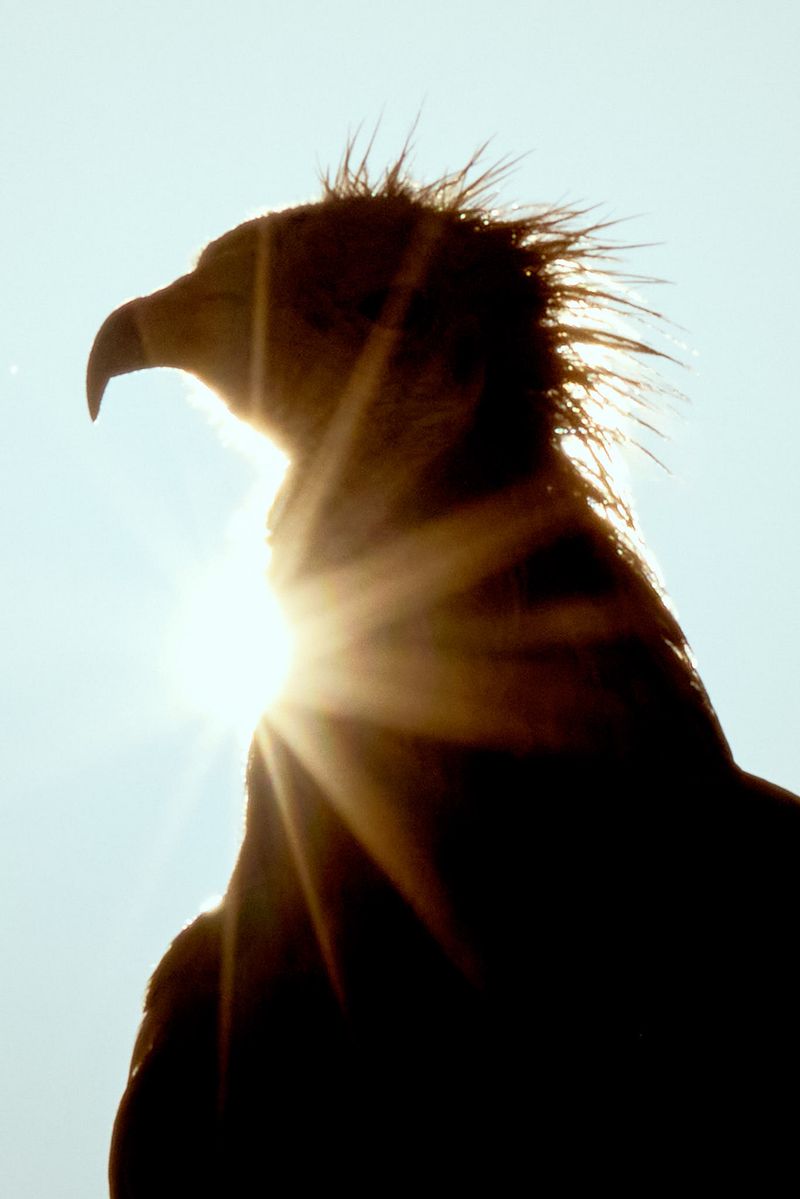 © Julia Wimmerlin - Image from the Down the rabbit hole photography project