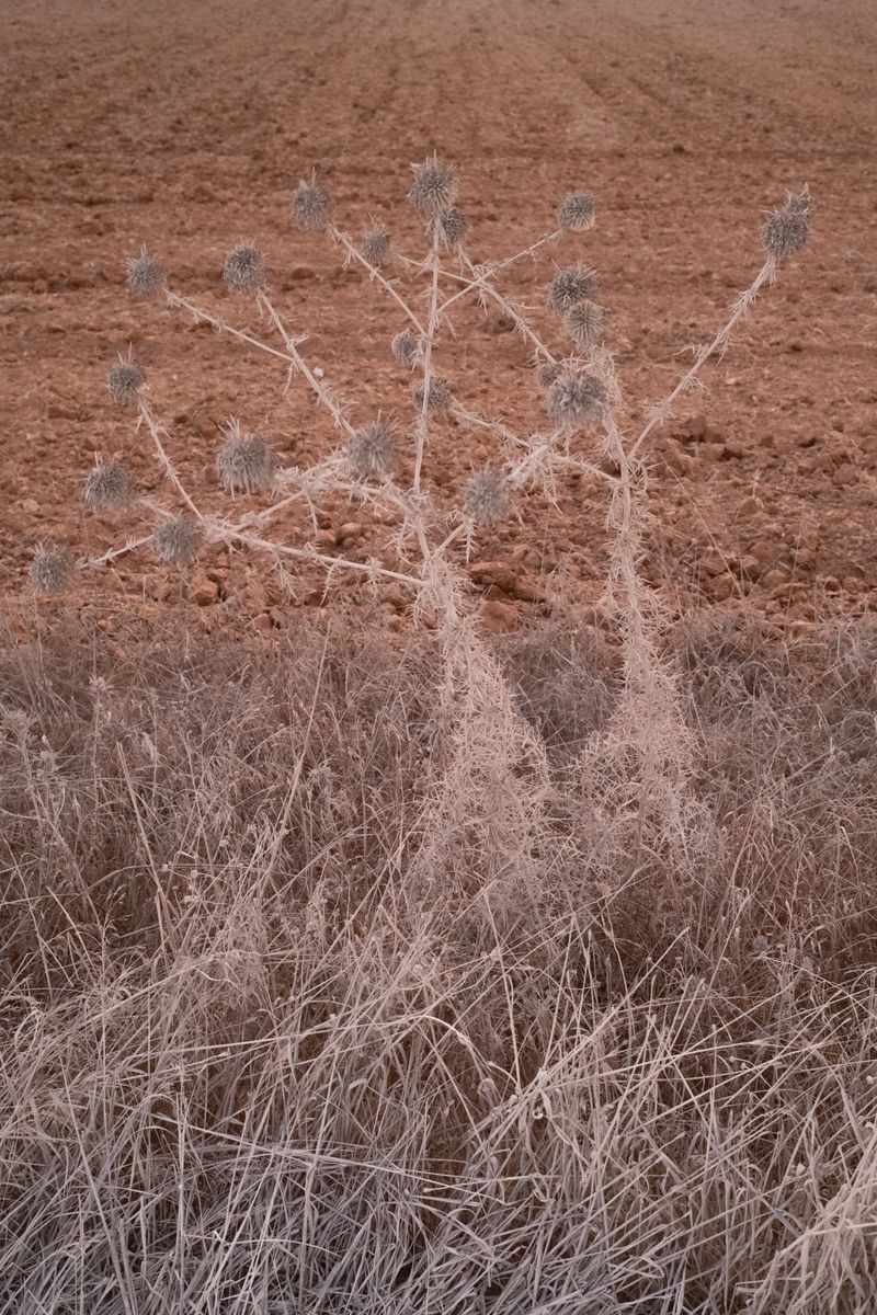© András Á. Cséfalvay - Image from the Between Love and Solitude photography project