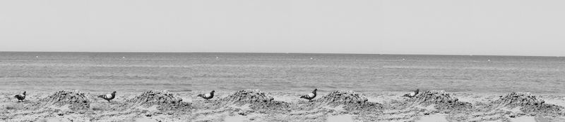 © GIUSEPPE FRANCAVILLA - Dune