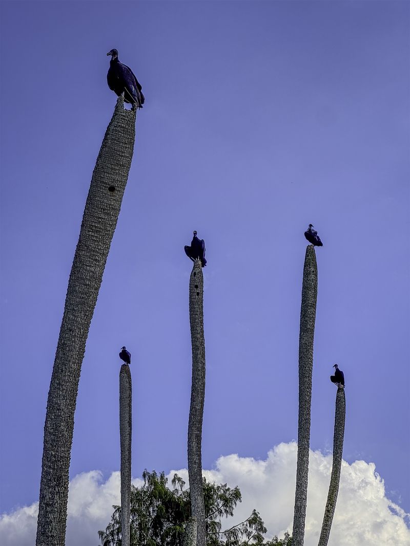 © Steven Benson - Vultures in a wetland perched on palm trees that were damaged by hurricanes.