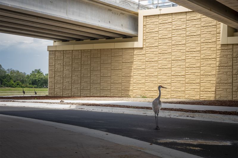 © Steven Benson - The Sandhill cranes seemed strangely out of place in this constructed environment.