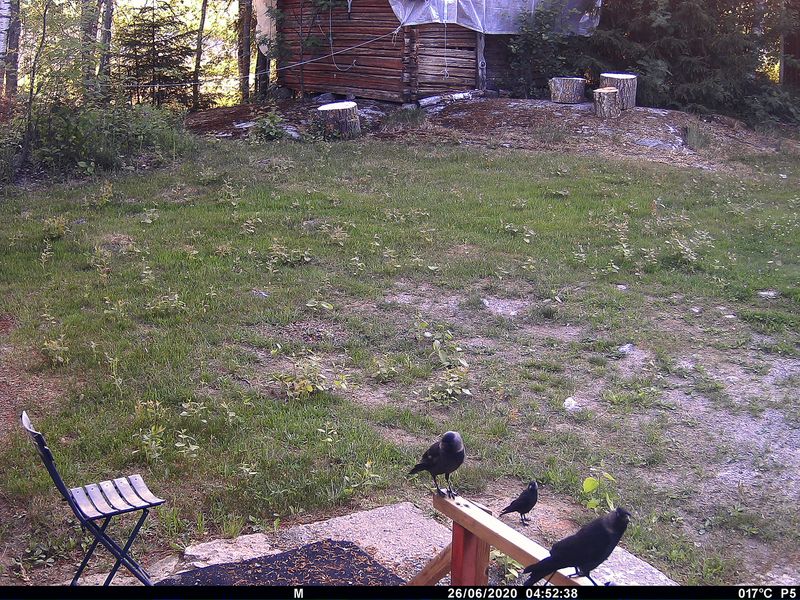 © Utu-Tuuli Jussila - 26/06/2020 (2022)