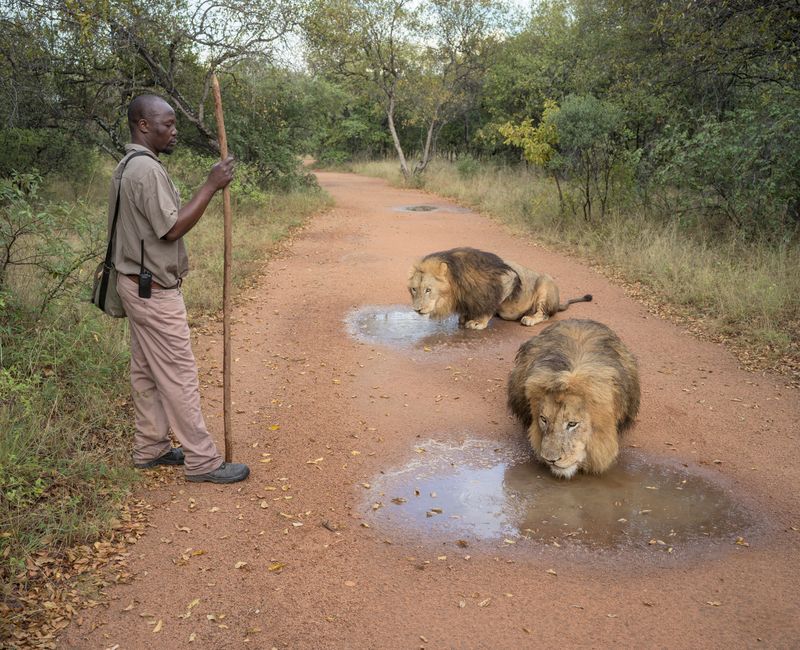 © Zed Nelson - ‘Walk with Lions’ tourist experience. South Africa. ©Zed Nelson / from the series ‘The Anthropocene Illusion’