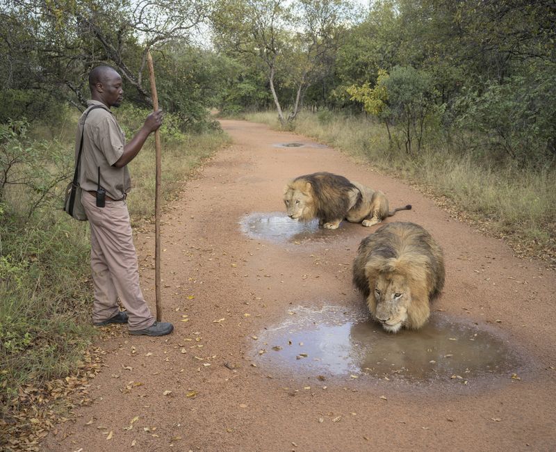 © Zed Nelson - ‘Walk with Lions’ tourist experience. South Africa. ©Zed Nelson / from the series ‘The Anthropocene Illusion’