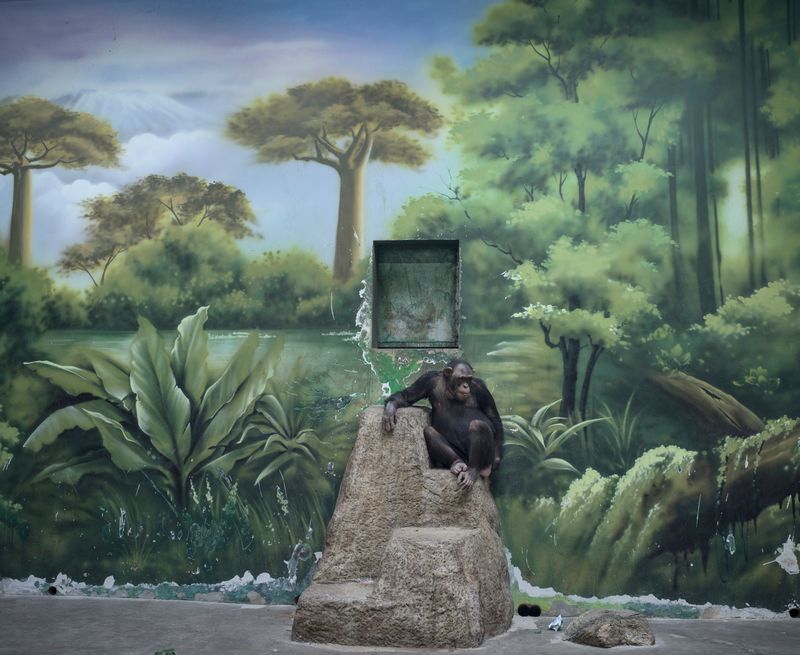 © Zed Nelson - Chimpanzee. Shanghai Wild Animal Park. China. ©Zed Nelson / from the series ‘The Anthropocene Illusion’