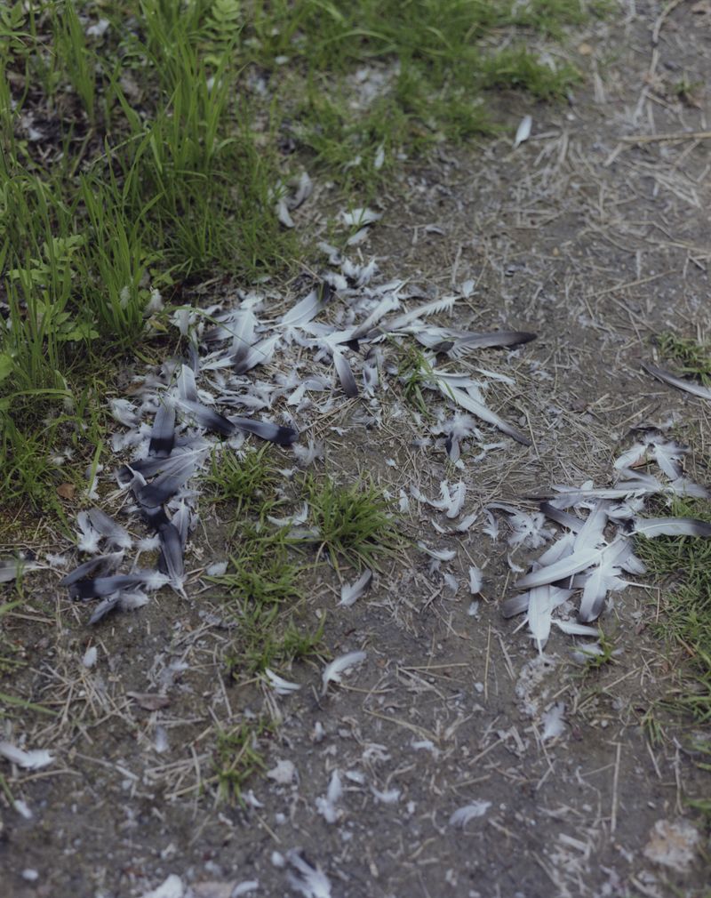 © Fromm Balázs - Feathers - Ajka, Hungary - Cprint
