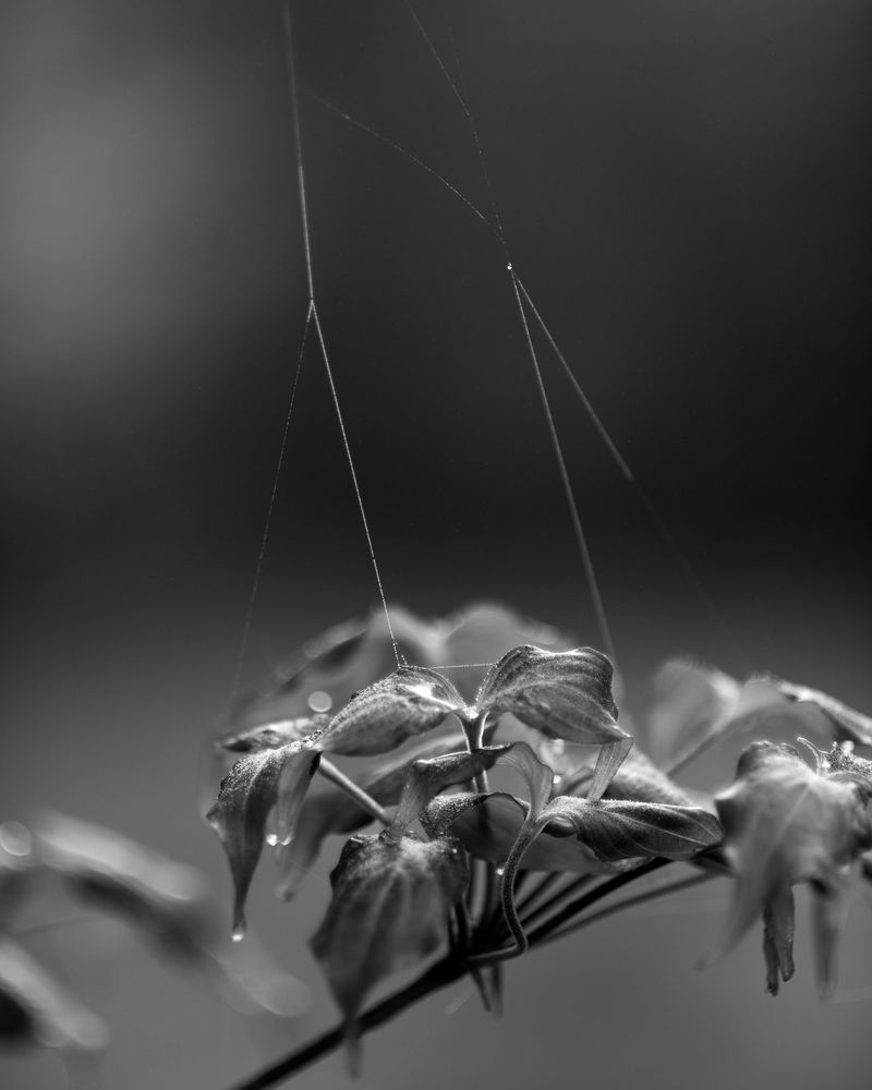 © Elizabeth McGrady - Image from the The Veil is Thin photography project