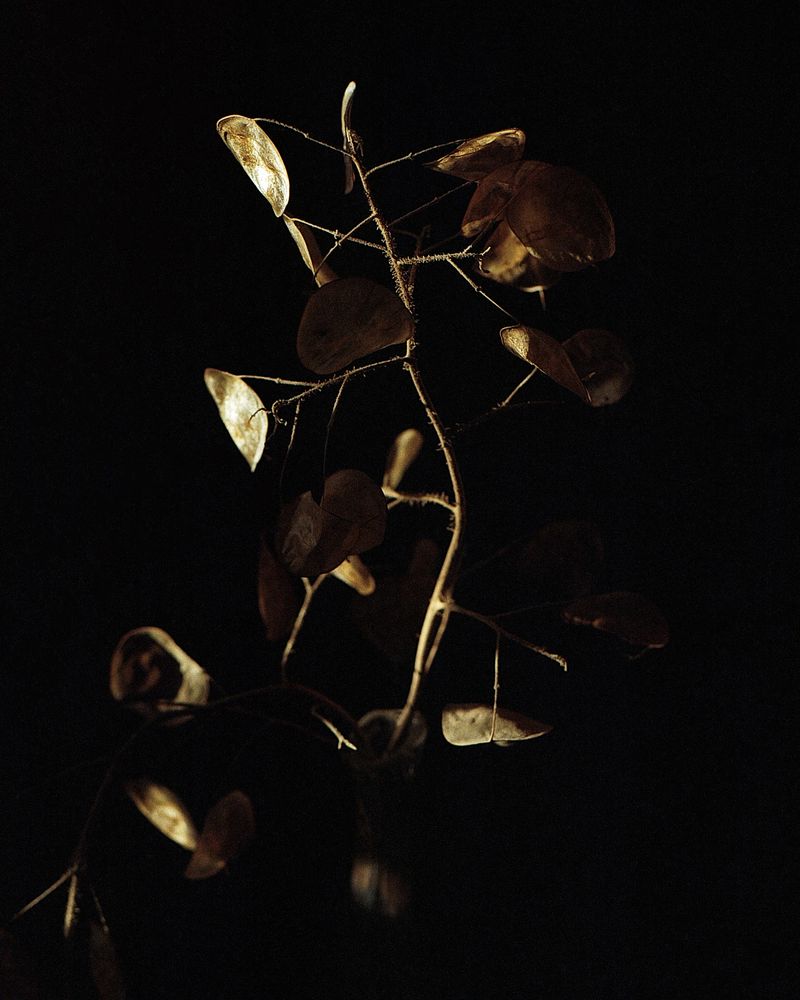 © Elizabeth McGrady - Image from the The Veil is Thin photography project