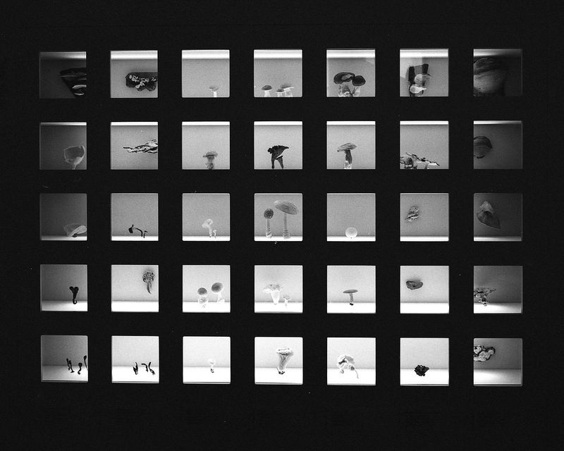 © Diego Brambilla - Image from the Mutatis Mutandis photography project