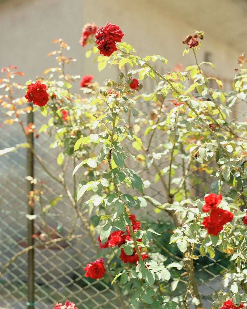 © Eleonora Agostini - Untitled (as part as Borders), 2019